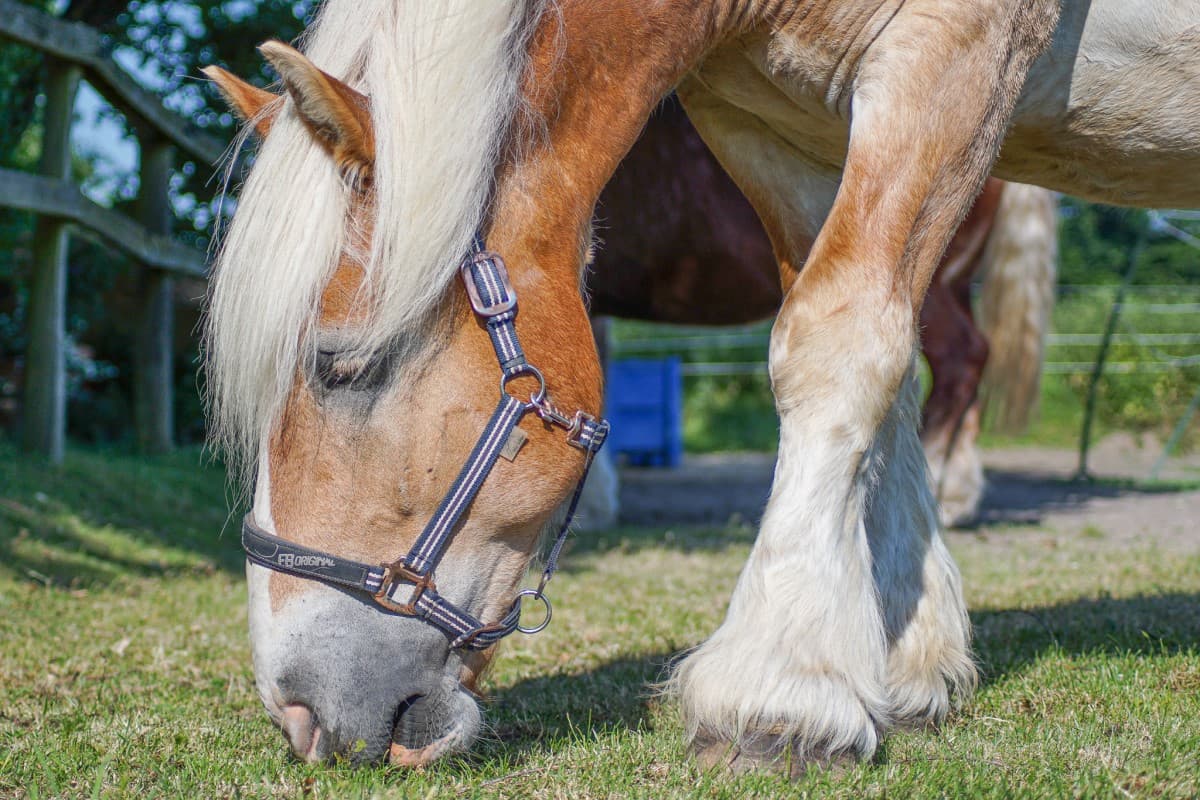 Pferd der Ferienwohnung Nina in Egestorf
