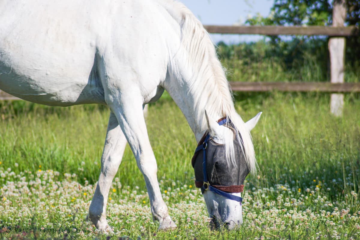 Pferd der Ferienwohnung Nina in Egestorf