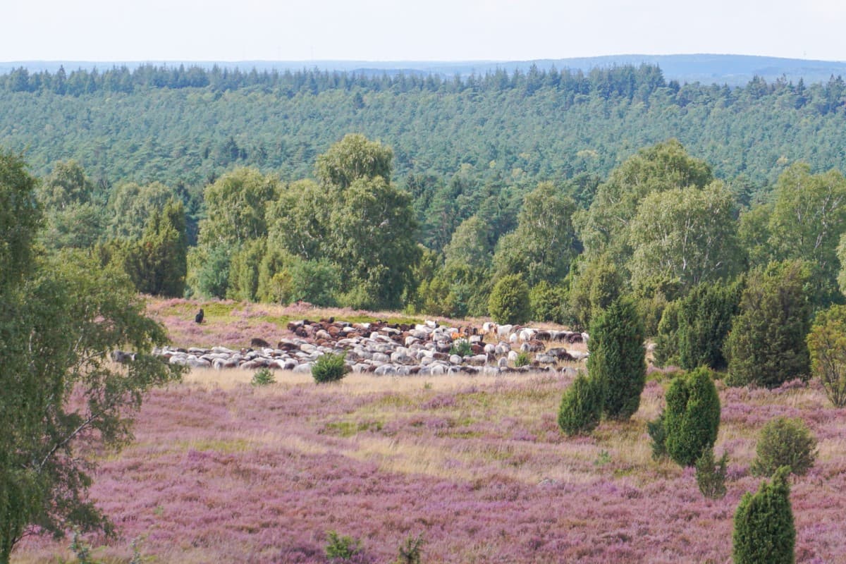 Heide bei der Ferienwohnung Nina in Egestorf