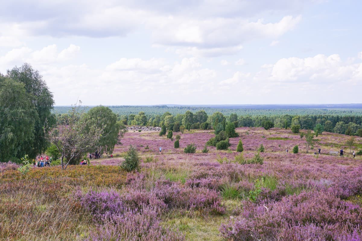 Heide bei der Ferienwohnung Nina in Egestorf