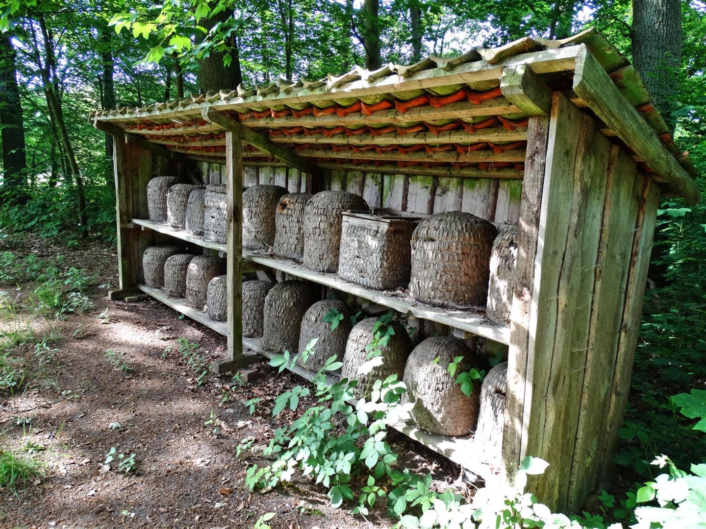 Bienenstand mit traditionellen Imkerkörben aus Stroh in waldreicher Umgebung von üppiger Vegetation umgeben.Traditional beehives made of straw and wood are neatly arranged on wooden shelves in a forested area.